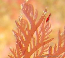 plocamium_cartilagineum-lapi-img_13
