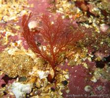 plocamium_cartilagineum-lapi-img_7986