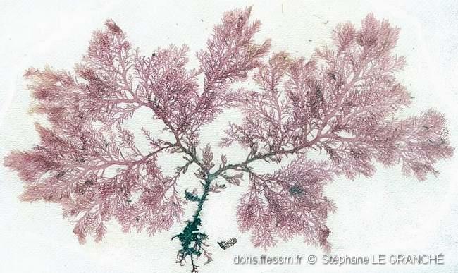 plocamium_cartilagineum-stle-img_41