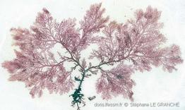 plocamium_cartilagineum-stle-img_41
