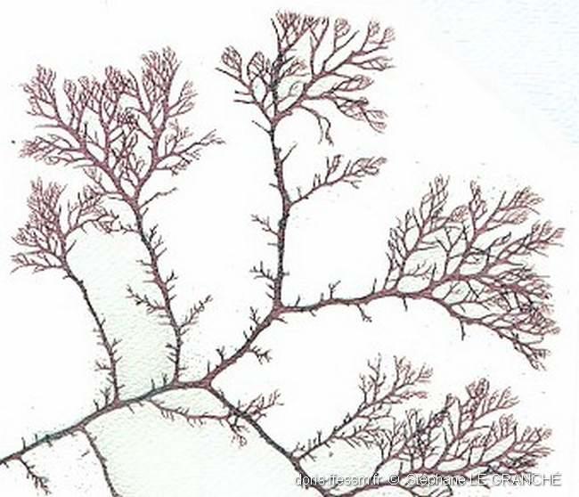 plocamium_cartilagineum-stle-img_51