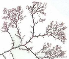 plocamium_cartilagineum-stle-img_51