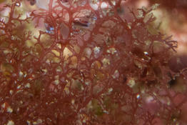 plocamium_fenestratum-vl1