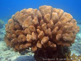 pocillopora-grandis_jms1