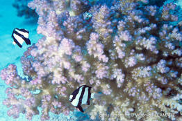 pocillopora_damicornis-vl1