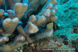 pocillopora_grandis-vl02