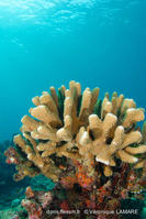 pocillopora_grandis-vl04