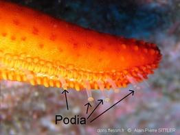 podia_glossaire-aps01