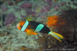 amphiprion_clarkii-vl3