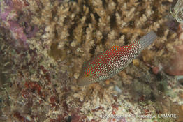 canthigaster_janthinoptera-vl1