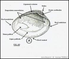 polititapes_aureus-note-img_3810