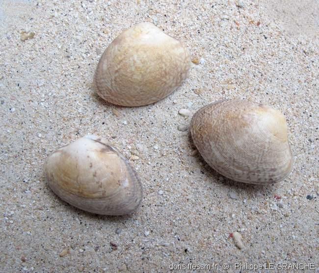 polititapes_aureus-plg-img_3802