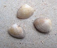 polititapes_aureus-plg-img_3802