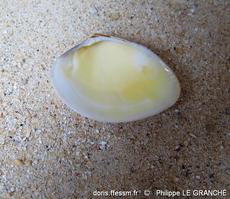 polititapes_aureus-plg-img_4093