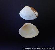 polititapes_aureus-plg-img_60004