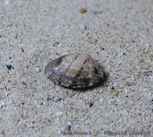 polititapes_aureus-plg-img_9530