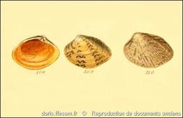 polititapes_aureus-rda-img_149