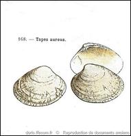 polititapes_aureus-rda-img_168