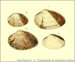 polititapes_aureus-rda-img_411