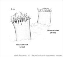 polititapes_aureus-rda-img_620