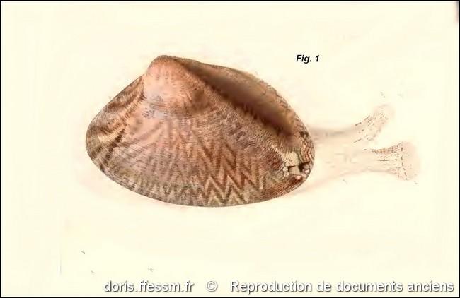 polititapes_aureus-rda-img_704