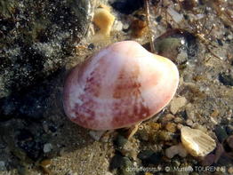 polititapes_rhomboides-muto-img_020