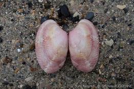 polititapes_rhomboides-muto-img_040