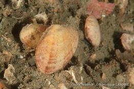 polititapes_rhomboides-vl-img_01