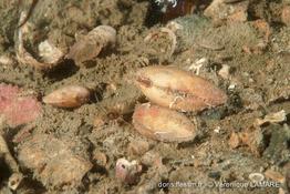 polititapes_rhomboides-vl-img_02