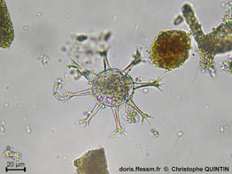 Polyasterias_problematica_cq_01