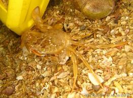 Polybius_depurator-nibu-img_8680