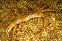 Polybius_depurator-nibu-img_8682