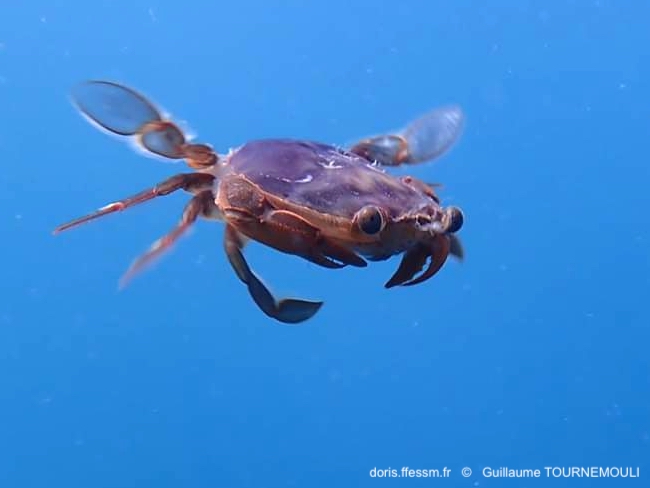Crabe à sardines