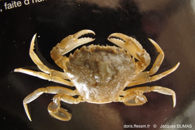 Crabe nageur marbré