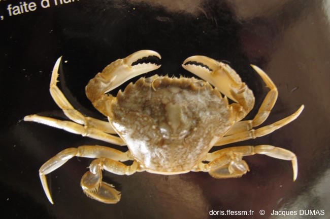 polybius_marmoreus-jadu9311