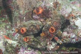 polycarpa_aurita-vl2