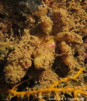 polycarpa_gradata-fran63