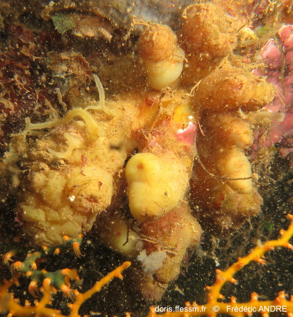 Polycarpe sac de patates