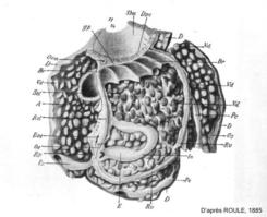 polycarpa_pomaria-roule