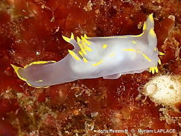 Polycera_faeroensis-myla11