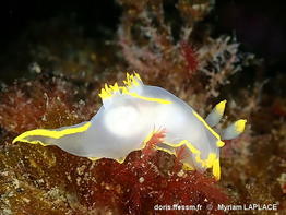 Polycera_faeroensis-myla12