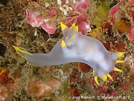 Polycera_kernowensis-myla010
