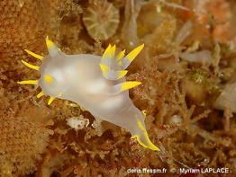 Polycera_kernowensis-myla935