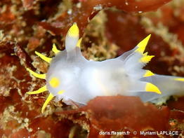 Polycera_kernowensis-myla940