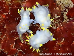 Polycera_kernowensis-myla990