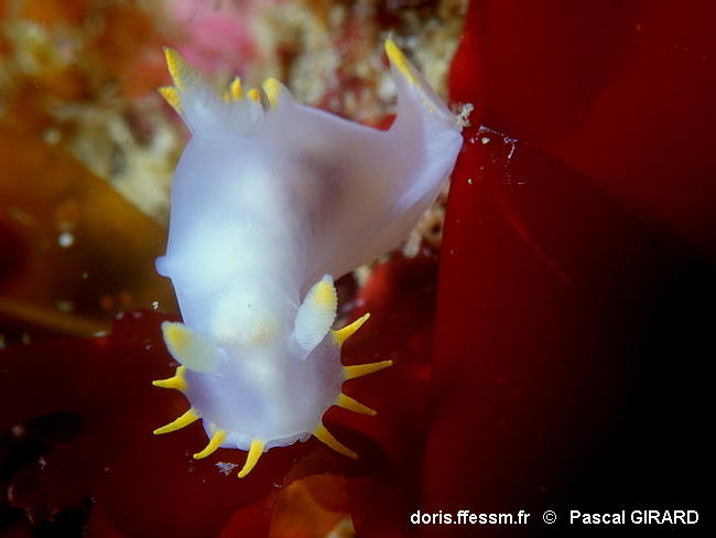 Polycera_kernowensis-pagi301