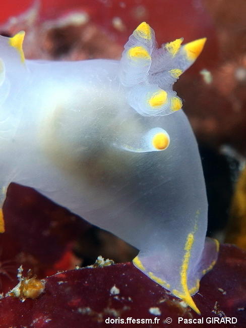 Polycera_kernowensis-pagi302