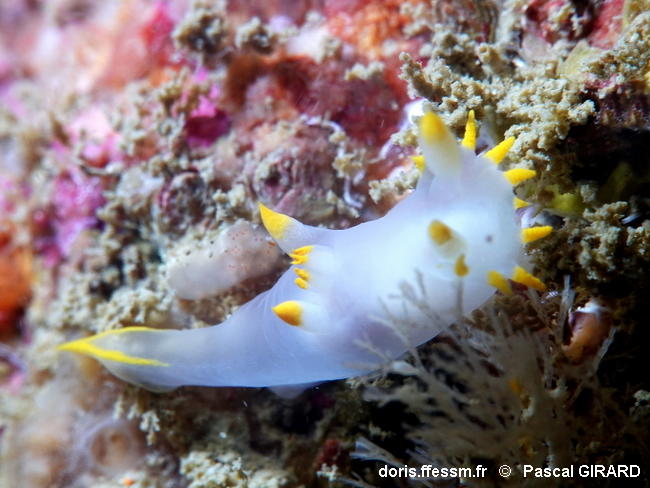 Polycera_kernowensis-pagi303
