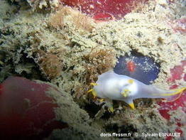 Polycera_kernowensis-syes01