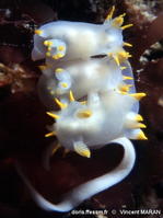 Polycera_kernowensis-vima122